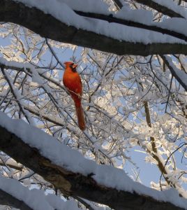 Winter bird